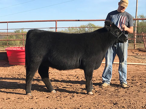 Junior Jack Herring tends to his heifer before he shows for FFA. Jack said that his backround in farming really helped his career choice.