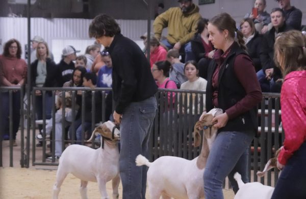 FFA members Luke Deerinwater and Madi Becker show their animals at the Archer County Junior Stock Show. 